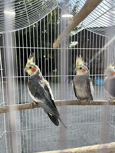 Nimfa (Cockatiel) tutuquşuları. Qəfəs ilə bir yerdə satılır, qiymətə 4 lalafo.az -da Nimfa (Cockatiel) tutuquşuları. Qəfəs ilə bir yerdə satılır, qiymətə 4
