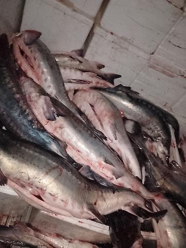 Mürəbbələr: Təzə balıq – iri ölçülü nümunələr Məhsul haqqında: - Şəkillərdə — 6