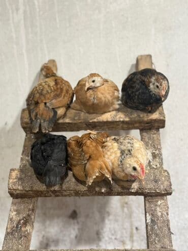 cins pişik satışı: Toyuq cücələri, Ətlik — 1