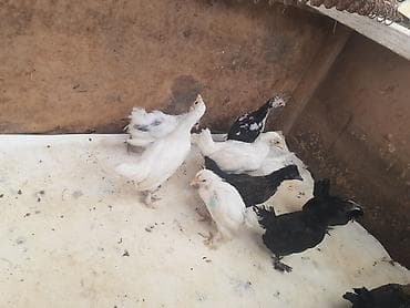 yaponka cucesi: Ağ-qara-bəzəkli hamısıda ayaqları lələkli 2 balaca sort yaponkalar — 3