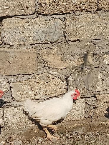 Quş əti: Toyuq, Damazlıq, Ünvandan götürmə — 7