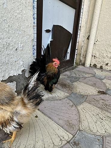 it yuvası satilir: Təmzi serma xoruzdardı real alcya endrim olcaq barter yoxdu — 3