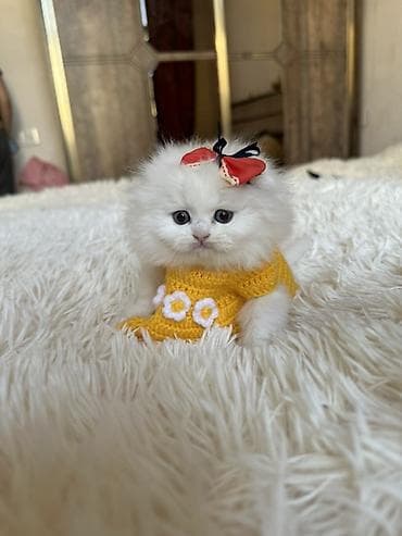 pışık: Şinşilla — 2