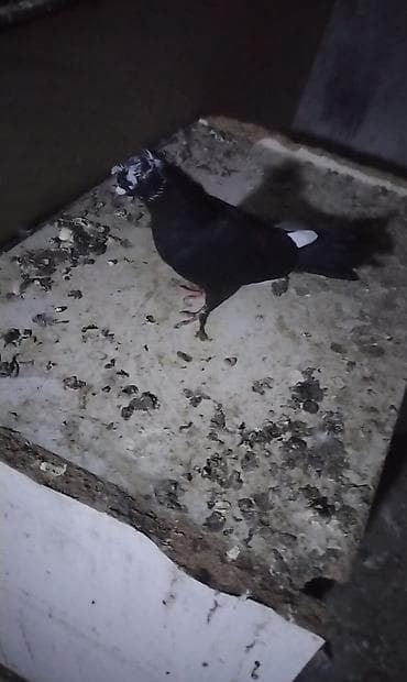 tap az goyercin satisi: Cins: dekorativ göyərçin (qara rəngli, baş və burun nahiyəsində ağ — 4