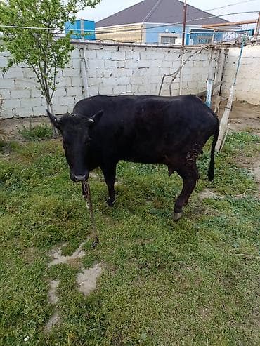 toyuq mehsullari topdan satis: Ətdiy inək satılır istəyən olsa yazsın video sun atım baxın real — 2