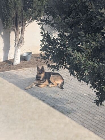 Qaşıqlar: Alman çoban iti, Erkek, Peyvəndli — 5