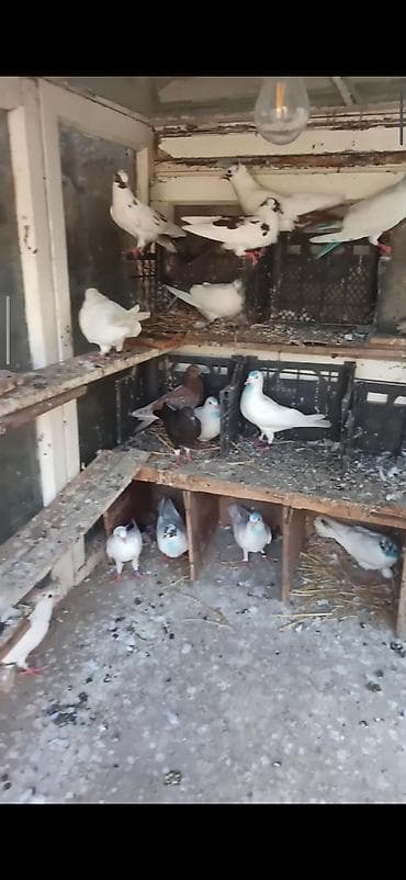 goyercin bazari: Tərgitmə quşlar 15qusdu hamsda ucuzdu qusdardi olarin balalardi kom — 1