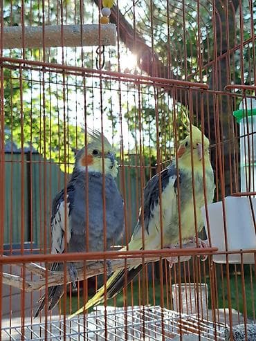 xacmaz heyvan bazari: Nimfa (cockatiel) cütlüyü və qəfəs dəsti -nimfa tutuquşusu: biri daha — 1