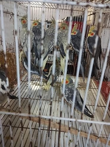 Hazır Korellalar dişi erkey.20,yanvara çatdırılma var ünvandan