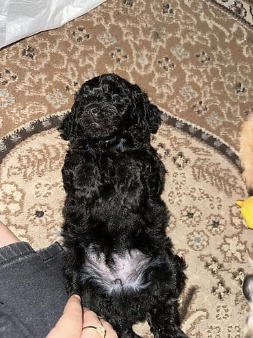 Pudel, 1 ay, Erkek, Ödənişli çatdırılma, Ünvandan götürmə