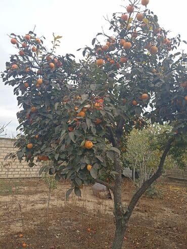 Yığmaq məndən almaq sizdən - Növ: şirin xurma (diospyros/kaki) -