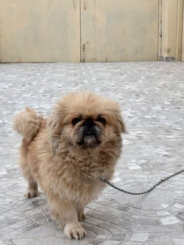 it adlari erkek azeri: Pekines, 1 il, Erkek, Ünvandan götürmə — 4