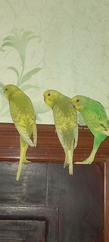 Digər heyvanlar: Məhsul: Dalmatian/xoruzquşu (bozoi və yaşıl tonlarda) dalğıc — 1