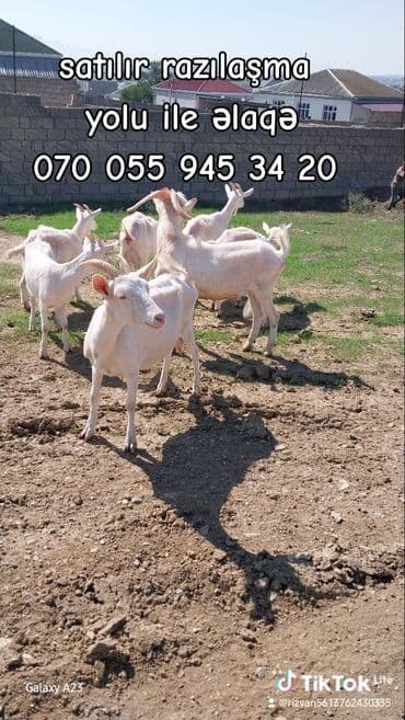 электрическая машинка для стрижки овец: Bir neçə baş ağ rəngli keçi satılır. Keçilər normal bədən quruluşuna — 6