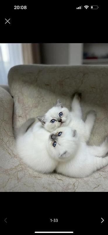 pisik qumu: Britan — 4