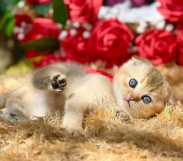 вислоухий шотландец котенок: Шотландская — 1