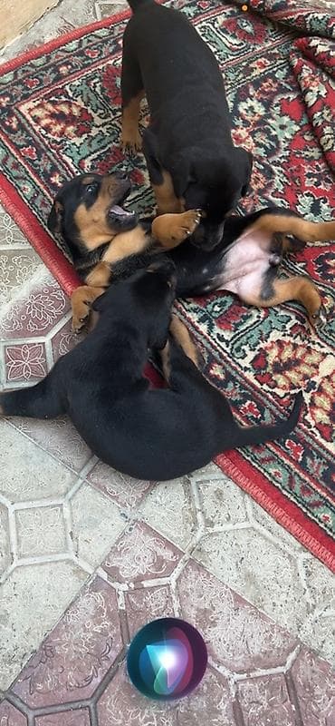 balaca quzu: Doberman, 1 ay — 4