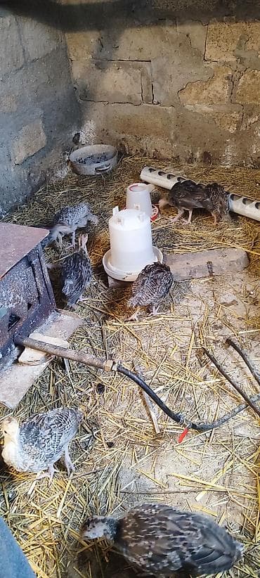 etlik inek cinsleri: 1 aylıq hinduşka cücələri. Vaksinlər olunub. yerli və aberkan bronz — 3