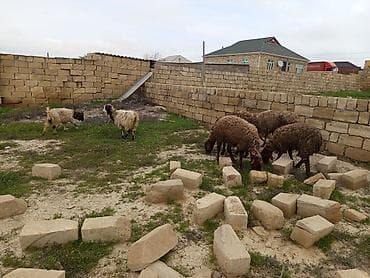 kreditle heyvan satisi: Heyvanlar təcili satılır vatsap AKTİVDİ — 4