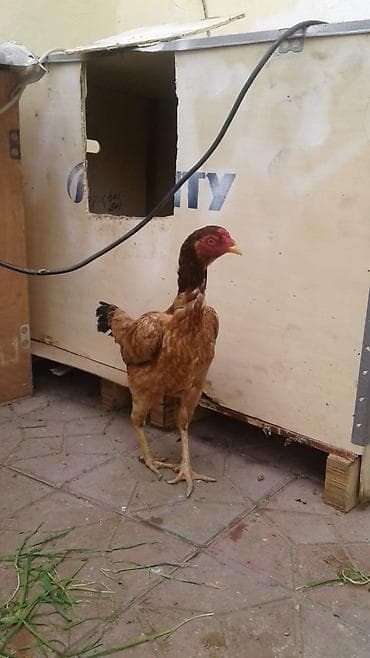 xoruz otu: Toyuq, Damazlıq — 2