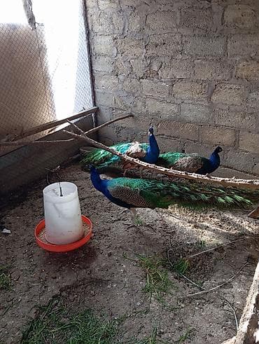 bülbül quşu haqqında məlumat: Məhsul: Hind tovusu (tovus quşları) Təsvir: - Saxlanılan növ: Mavi — 3