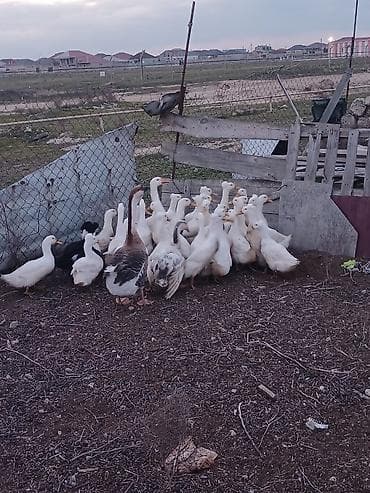 ordək yumurtasi: Salam popullu ördəklər satilir inşAllah yumurtaya düşəcəklər kim — 3