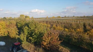 ucuz hotel: 1000 sot, Kənd təsərrüfatı, Makler, Kupça (Çıxarış) — 4