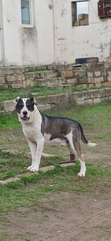 İtlər: Qurdbasar, 1 il, Erkek, Peyvəndli, Ödənişli çatdırılma — 6