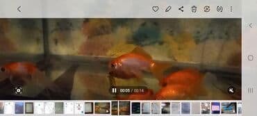 syomqa baliq: Akvaryum üçün dekorativ balıqlar – qızılbalıq növləri - Növ — 3