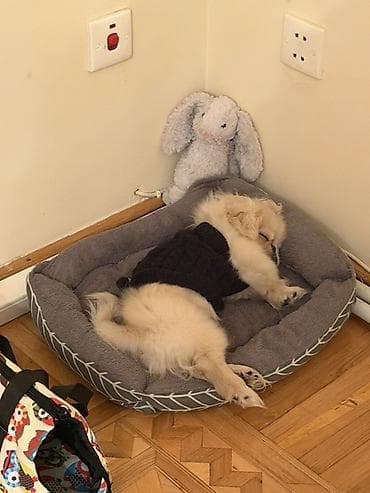 it evləri: 5 aylıq erkek peknes satılır çox ağıllı terbiyəli itdir işlə bağlı — 4