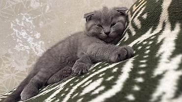 Şotland, Ünvandan götürmə