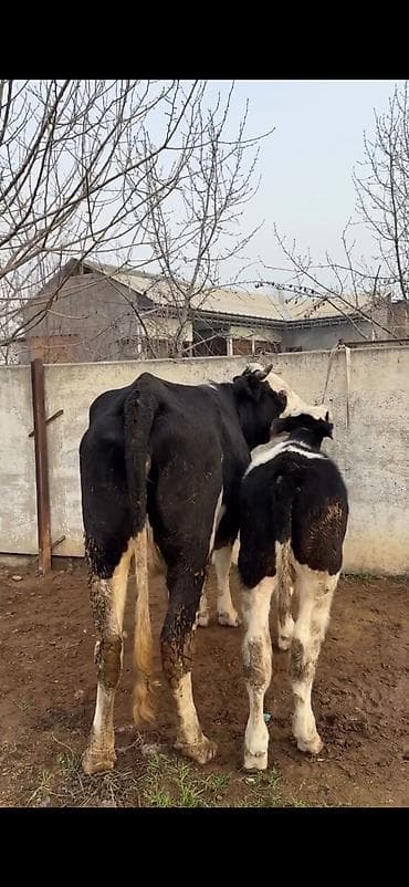 kullu xoruz heyratı: Simental tipli inək və buzov dəsti - Cins: Simental tipli, qara‑ağ — 1