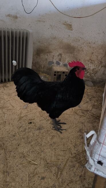 cuce ve xoruz temsil: 🐓 Cavan əsl damazlıq çox aktiv avstrolorp xoruz satıram tam sağlam iri — 4