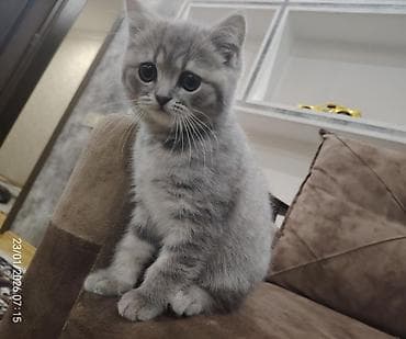 Asia: Шотладская вислоухая — 3