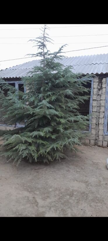 sumax ağacı: Məhsul: Dekorativ iynəyarpaq ağacı – mavi-boz rəng çalarları olan — 3