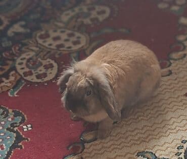 lelekli heyvanlar: Ev dovşanı – Lop tipli (aşağı sallanan qulaqlı)Erkək - Rəng — 6