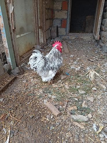 lider 55 cücələri: Xoruz, il: 1, Ünvandan götürmə — 3