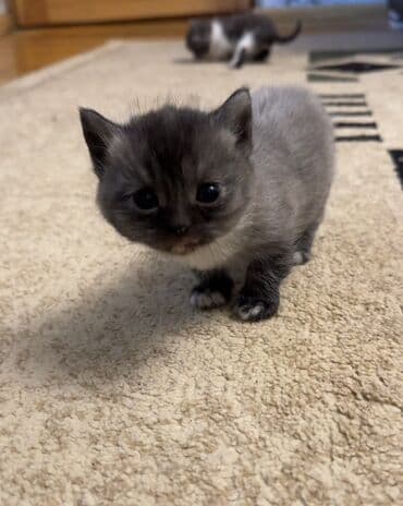 tuklu pişik: Şotland, Dişi, Yaxşı əllərə, Ünvandan götürmə — 1