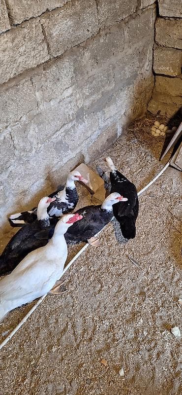 ağ ordək: Erkək, | Lal ördək, Damazlıq, Ünvandan götürmə — 1