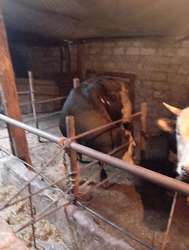 Inəklər, öküzlər: Satılır: Qara rəngli, alnı və burnu ağ olan iri buynuzlu heyvan — 4