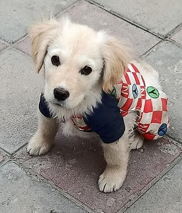 oğlan it adları: Retriever, 2 ay, Erkek, Peyvəndli, Ünvandan götürmə — 2