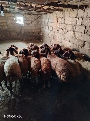 mal qara qusar: Obşi 27 baş heyvan di 22 baş qoyun 2 Erkey toğulu 3 de cepiş ətraflı — 8