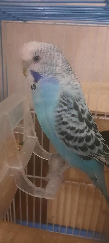 Məhsul: Dalmatian naxışlı mavi və açıq sarı rəngli iki ədəd dalğıc