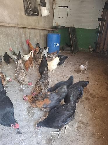 quşlar: 10 yumurtuyan toyug 1 xoruz 13 dene colpa toyug altinan cixan 1 den — 6