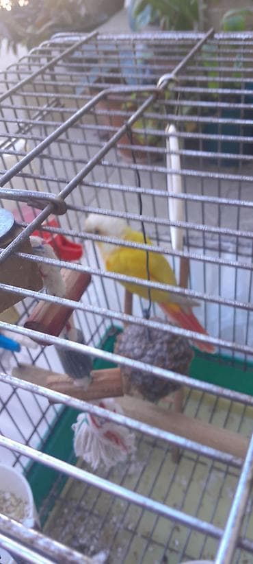 koker spaniel satilir: Suncheek (Yellow-sided) Conure – qəfəslə birlikdə 5aylıq — 6
