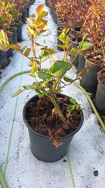 dekarativ aqaclar: Məhsul: İstixanada yetişdirilən dekorativ çiçəkli saksı bitkiləri — 10