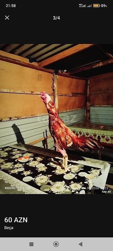turbo az heyvanlar: Beçə (cücərdən çıxmış cins xoruz) - Rəng: tünd qırmızı-qəhvəyi — 3