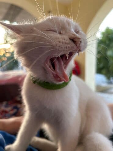 pişik ucuz: Dişi, Yaxşı əllərə, Ödənişli çatdırılma — 7