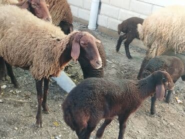 bmw 3 серия 325tds at: Satilir Ana Bala Qoyunlar Boğaz Heyvanlar ekiz Bala Heyvanlar Kom 8 — 3