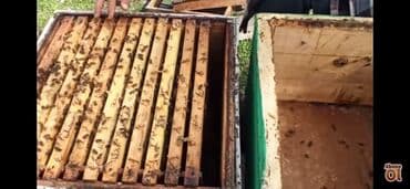 семена чиа баку: Astaranın cicək balı — 7